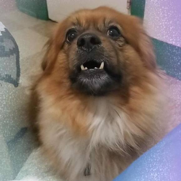 Meet your Posher, Sherrylyn - Picture 1 of 1